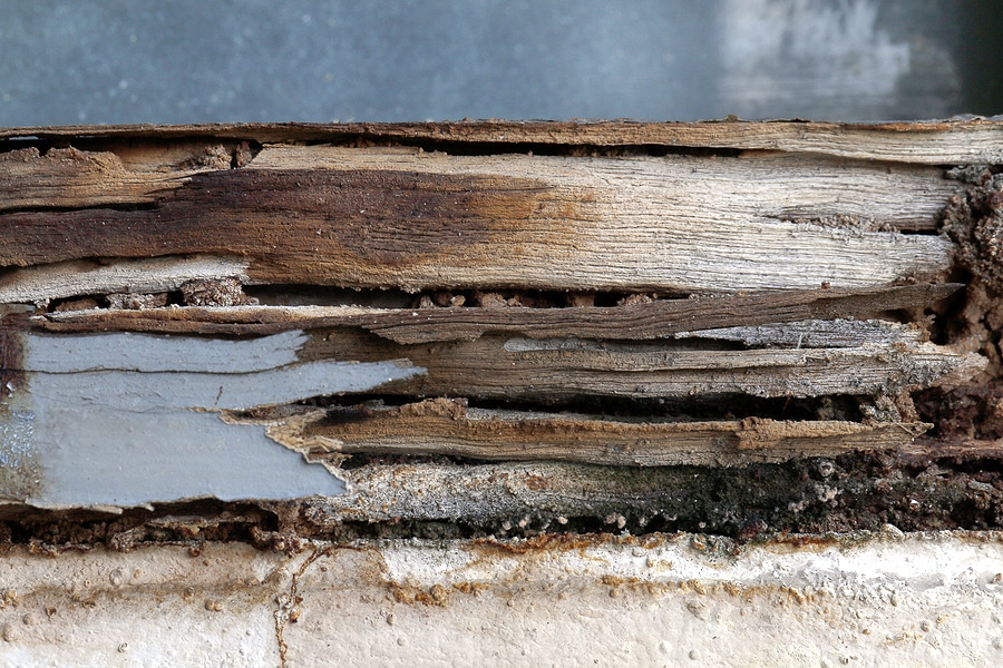 Thorough Termite & WDI Inspections in Brandywine Maryland