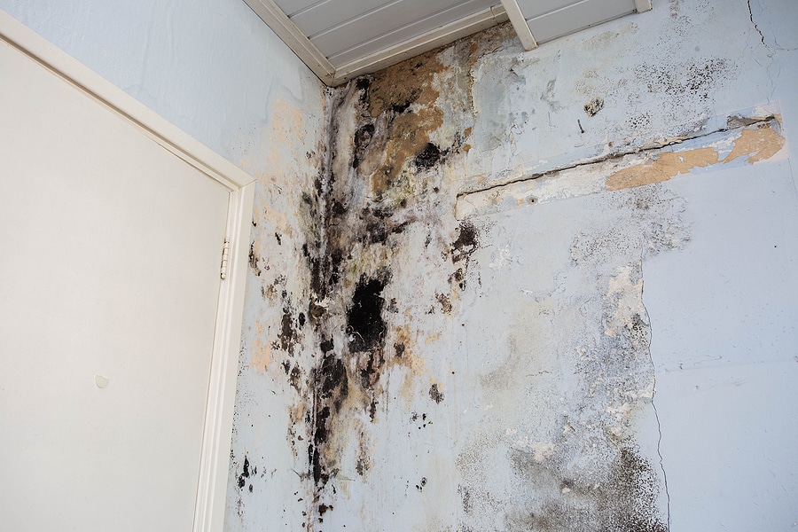 Mold Testing Home Inspections in Brandywine MD